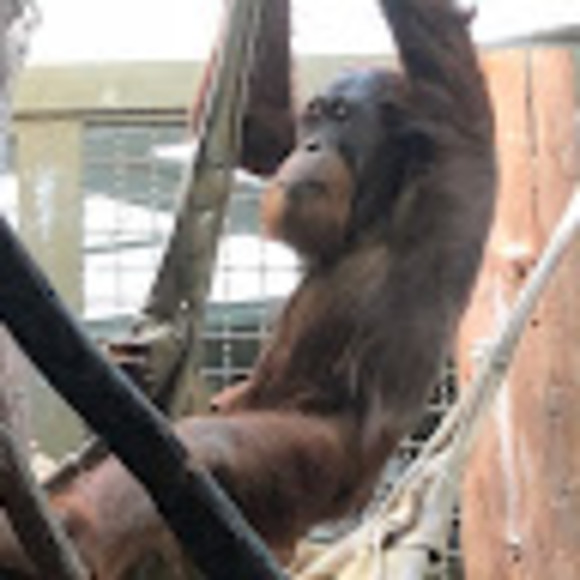 Meet your Posher, Ricardo - Picture 1 of 1